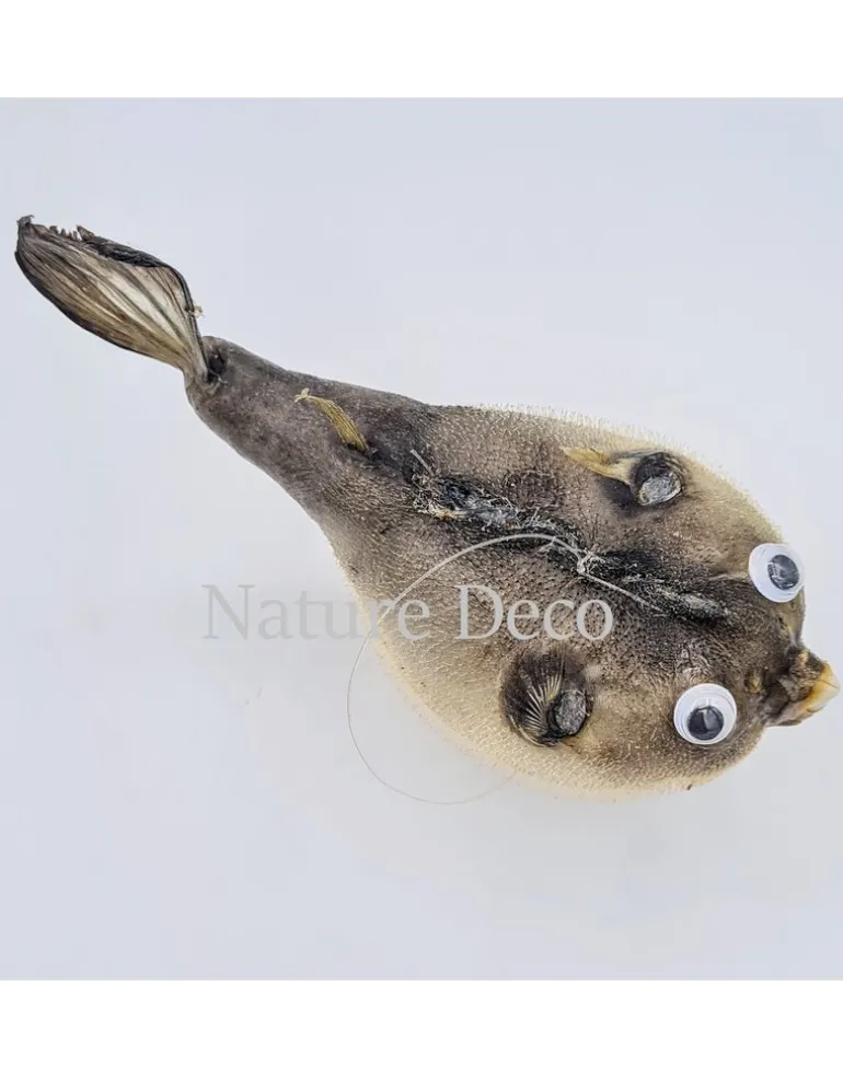 Ballon vis (puffer fish)