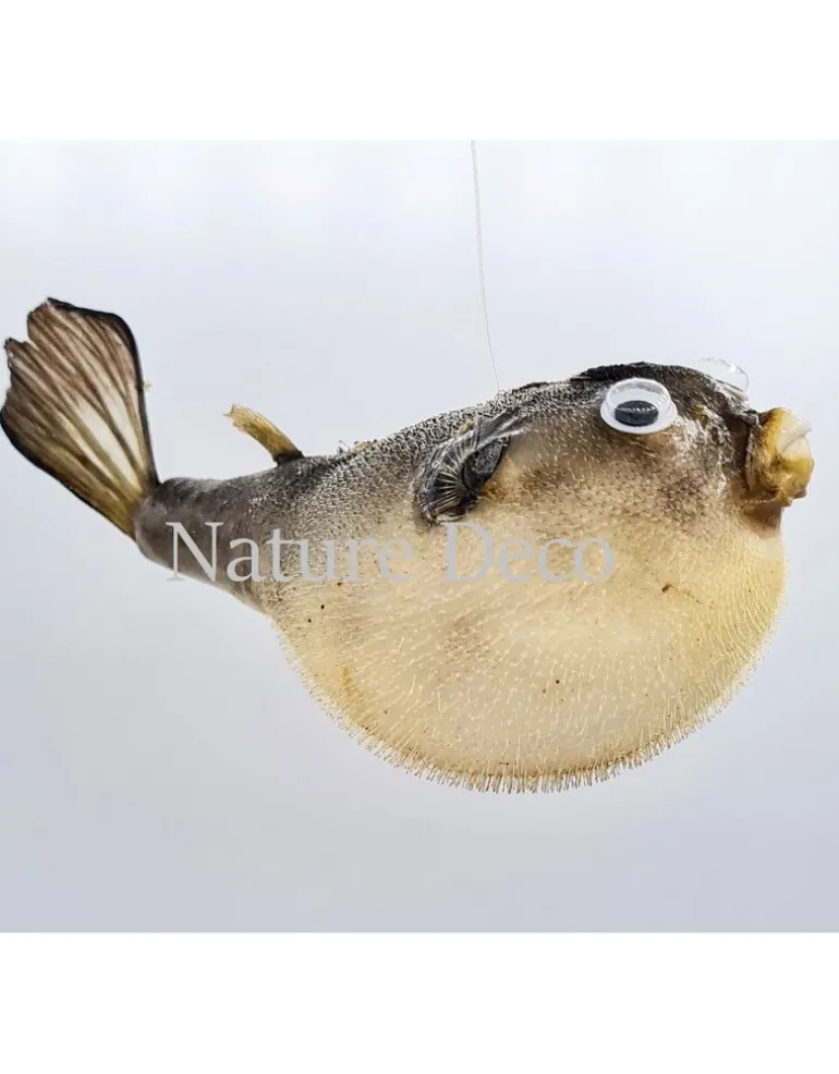 Ballon vis (puffer fish)