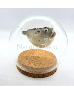 Ballon vis (puffer fish) in stolp 12 x 12cm