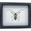 Batocera Hercules (boktor) in luxe 3D lijst 27 x 22 cm