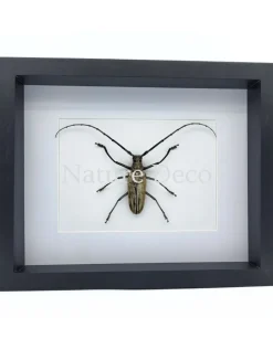 Batocera Hercules (boktor) in luxe 3D lijst 27 x 22 cm