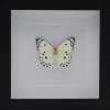 Belenois Calypso in luxe 3D lijst 17 x 17cm