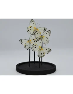 Belenois Calypso in stolp 21 x 14cm