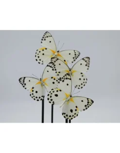 Belenois Calypso in stolp 21 x 14cm