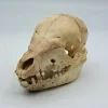Biggen baby varken schedel