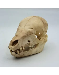 Biggen baby varken schedel