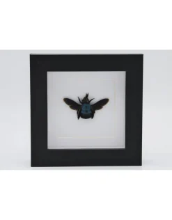 Blauwe bij in luxe 3D lijst 12 x 12cm