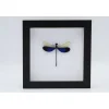 Blauwe libel in luxe 3D lijst 17 x 17cm
