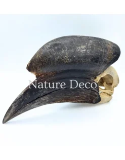 Blauwkeelneushoornvogel schedel #2 (Aceros cassidix)