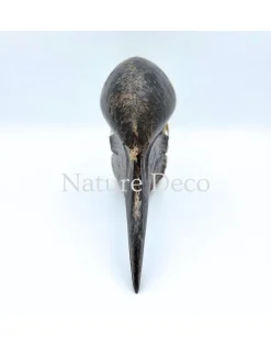 Blauwkeelneushoornvogel schedel #2 (Aceros cassidix)