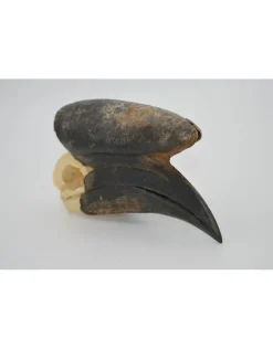 Blauwkeelneushoornvogel schedel