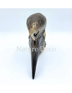 Blauwkeelneushoornvogel schedel #3 (Aceros cassidix)