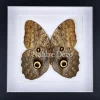 Caligo Eurilochus in luxe 3D lijst 22 x 22cm