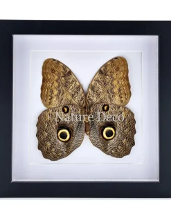 Caligo Eurilochus in luxe 3D lijst 22 x 22cm