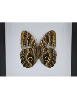 Caligo Telamonius (Uiloog vlinder) in luxe 3D lijst 22 x 22cm