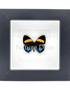 Callicore Aegina in luxe 3D lijst 12 x 12 cm