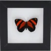 Callicore Cynosura bovenkant in luxe 3D lijst 12 x 12cm