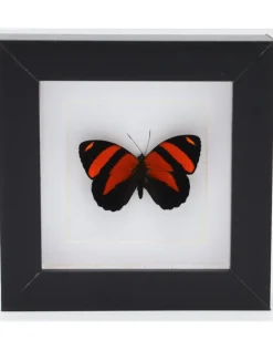 Callicore Cynosura bovenkant in luxe 3D lijst 12 x 12cm