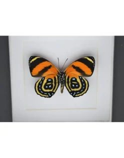 Callicore Cynosura onderkant in luxe 3D lijst 12 x 12cm