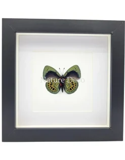 Callithea Leprieuri onderkant in luxe 3D lijst 17 x 17 cm