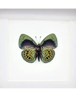 Callithea Leprieuri onderkant in luxe 3D lijst 17 x 17 cm