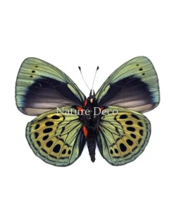 Callithea Leprieuri onderkant in luxe 3D lijst 17 x 17 cm