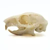 Callosciurus Notatus (eekhoorn) schedel 5 x 3 x 3 cm