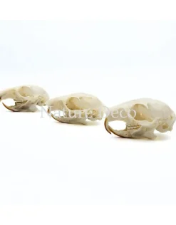 Callosciurus Notatus (eekhoorn) schedel 5 x 3 x 3 cm