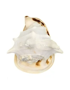 Cassis Cornuta Koningin Gehoornde Helm Schelp XXL