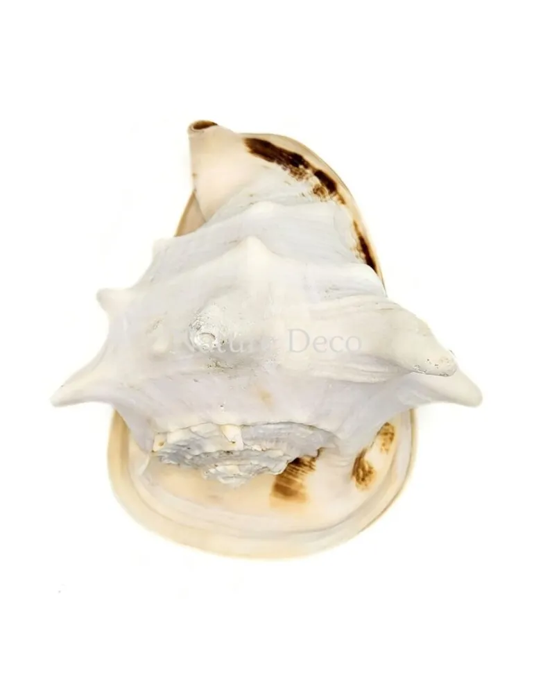 Cassis Cornuta Koningin Gehoornde Helm Schelp XXL