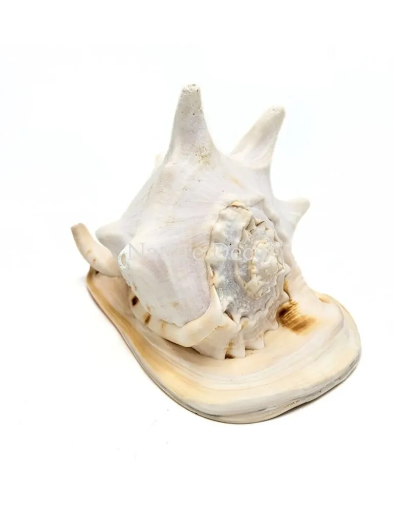 Cassis Cornuta Koningin Gehoornde Helm Schelp XXL