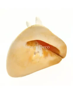 Cassis Cornuta Koningin Gehoornde Helm Schelp XXL