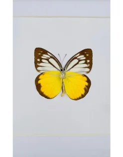 Cepora Aspasia luxe 3D lijst 17 x 17cm