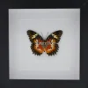 Cethosia Hypsea in luxe 3D lijst 17 x 17cm