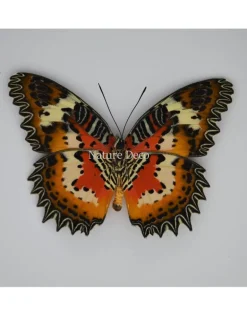 Cethosia Hypsea in luxe 3D lijst 17 x 17cm