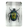 Cetonia Aurate (kever) in hars 4,5 x 3 x 2 cm