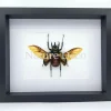 Chalcosoma Atlas (kever) in luxe 3D lijst 27 x 22 x 4,5 cm