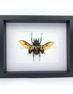 Chalcosoma Atlas (kever) in luxe 3D lijst 27 x 22 x 4,5 cm