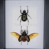 Chalcosoma Atlas kevers duo in luxe 3D lijst 27 x 22cm