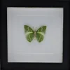 Charaxes Eupale in luxe 3D lijst 17 x 17cm