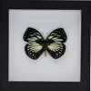 Charaxes Euxanthe Crossleyi in luxe 3D lijst 17 x 17cm