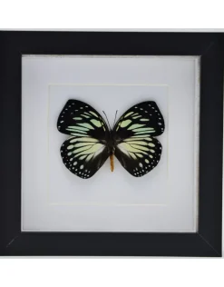 Charaxes Euxanthe Crossleyi in luxe 3D lijst 17 x 17cm