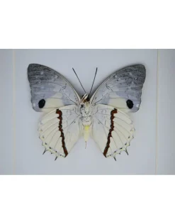Charaxes Hadrianus in luxe 3D lijst 17 x 17cm