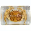 Chinese zwaartand krab in hars 4 x 3 x 1,5 cm