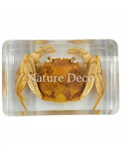 Chinese zwaartand krab in hars 4 x 3 x 1,5 cm