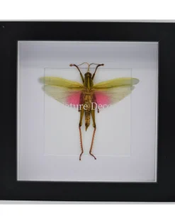 Chondacris Rosea (Roze sprinkhaan) in luxe 3D lijst 17 x 17cm