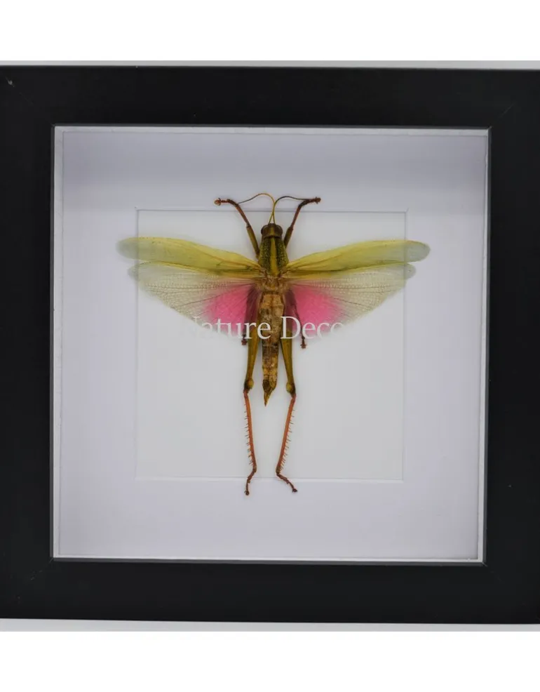 Chondacris Rosea (Roze sprinkhaan) in luxe 3D lijst 17 x 17cm
