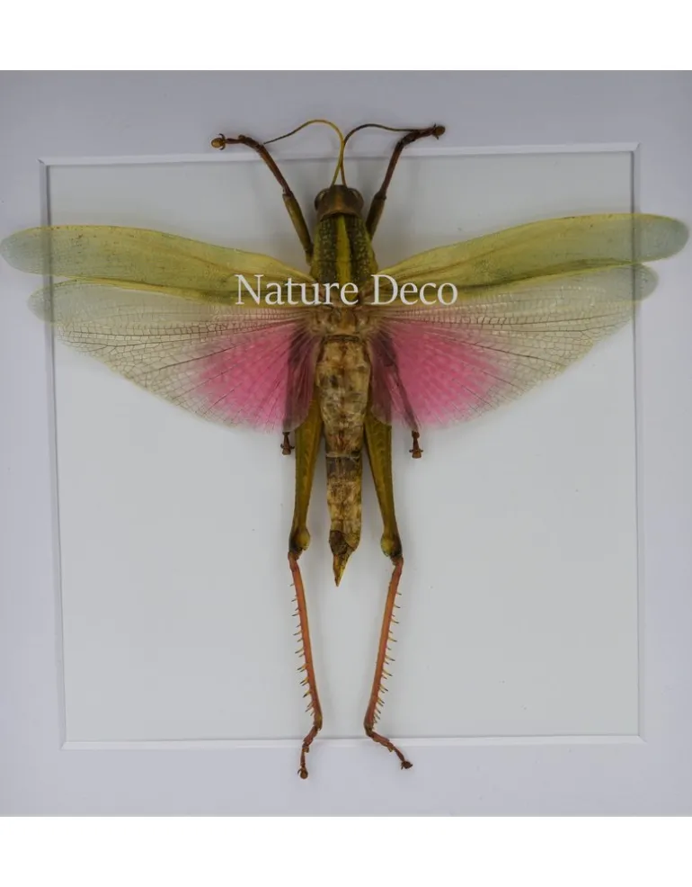 Chondacris Rosea (Roze sprinkhaan) in luxe 3D lijst 17 x 17cm