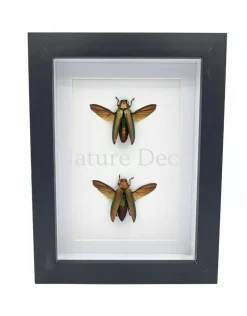 Chrysochroa aurora (prachtkever) duo in luxe 3D lijst 20,3 x 15,3 cm