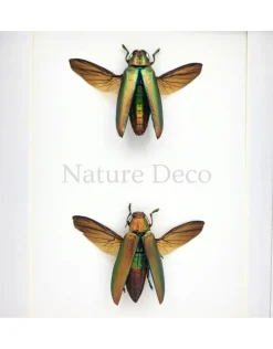 Chrysochroa aurora (prachtkever) duo in luxe 3D lijst 20,3 x 15,3 cm